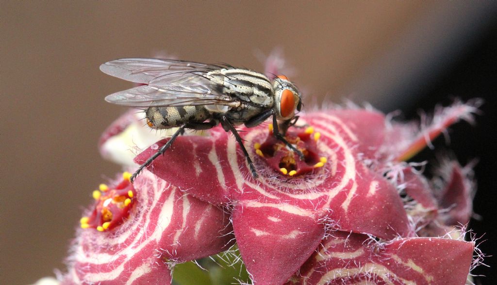 Sarcophaga sp., femmina